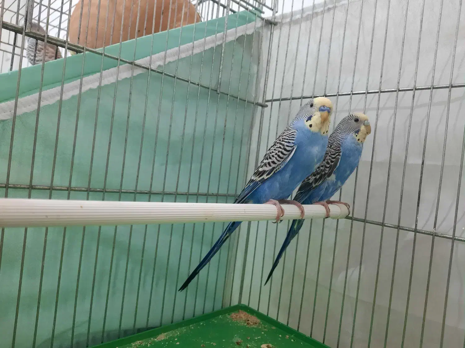 مرغ عشق ،قفس،لانه،کوزه|پرنده|شاهرود, |دیوار