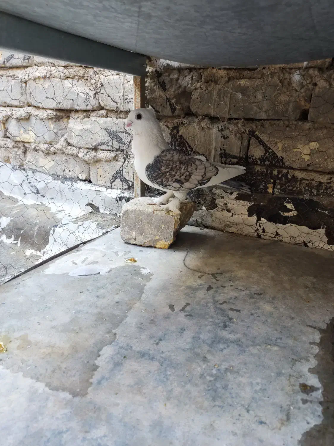 کفتر بلژیکی|پرنده|خمینی‌شهر, |دیوار