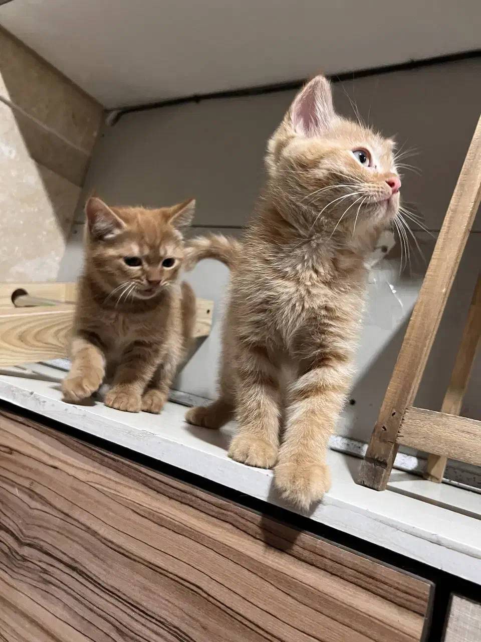 گربه اسکاتیش|گربه|قدس, شهر‌قدس|دیوار