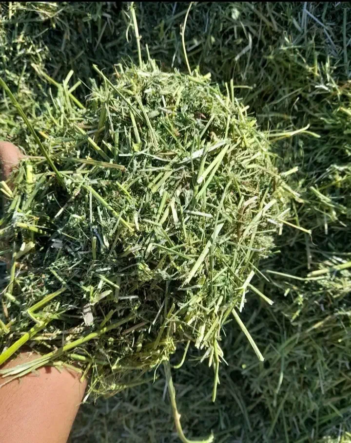 کاه یونجه|خدمات باغبانی و درختکاری|برازجان, |دیوار