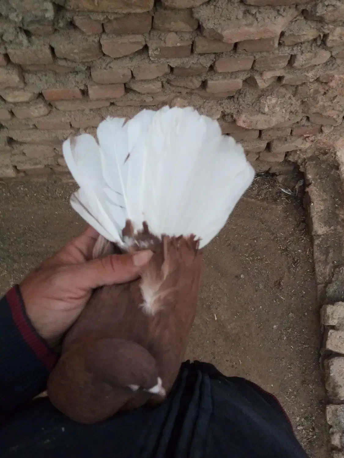 چند عدد کبوتر زیبا|پرنده|سبزوار, جوادیه شرقی|دیوار