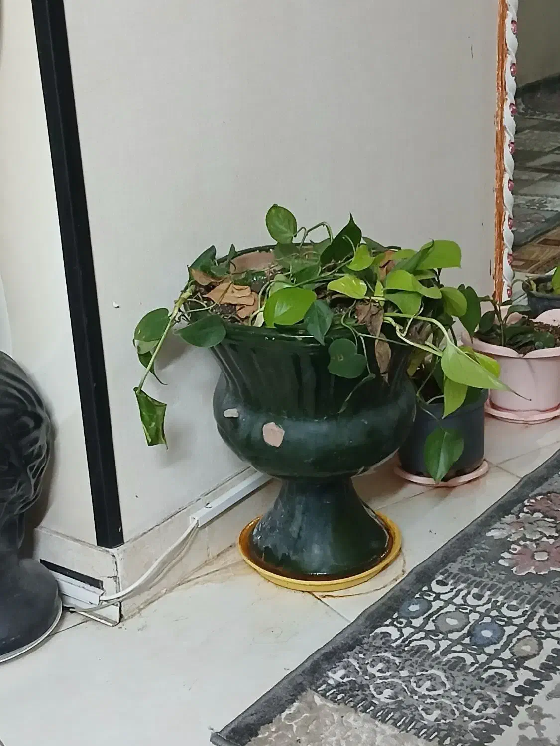 گل رونده|گل و گیاه طبیعی|سمنان, |دیوار