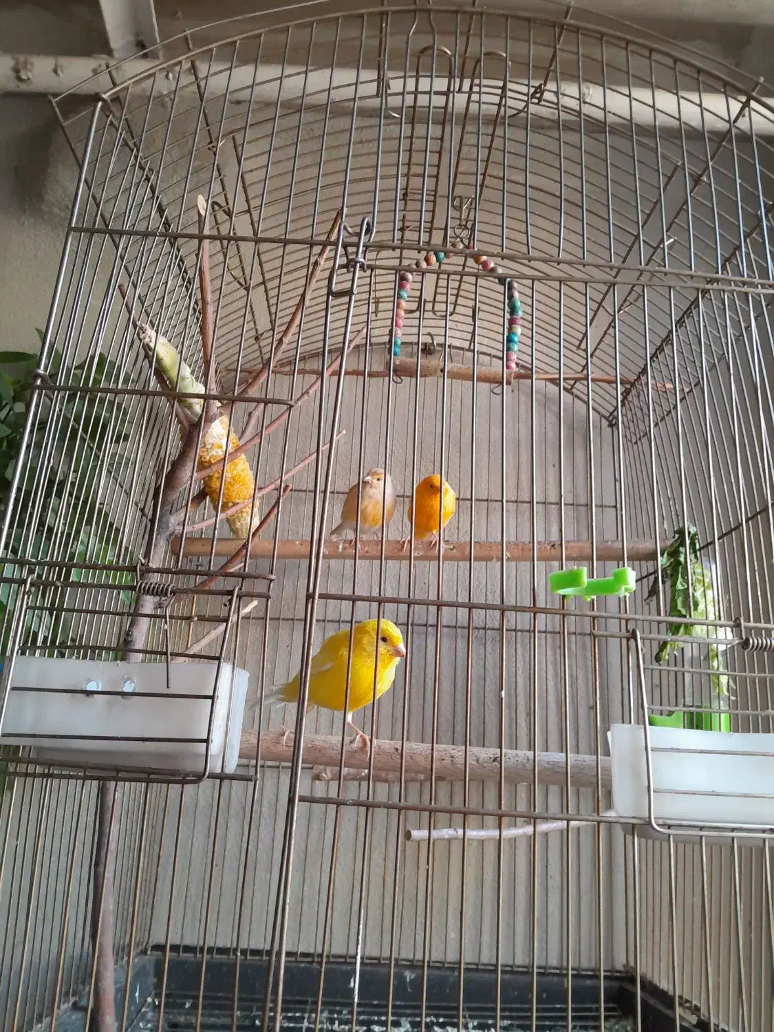 ۴تاقناری|پرنده|خوی, |دیوار