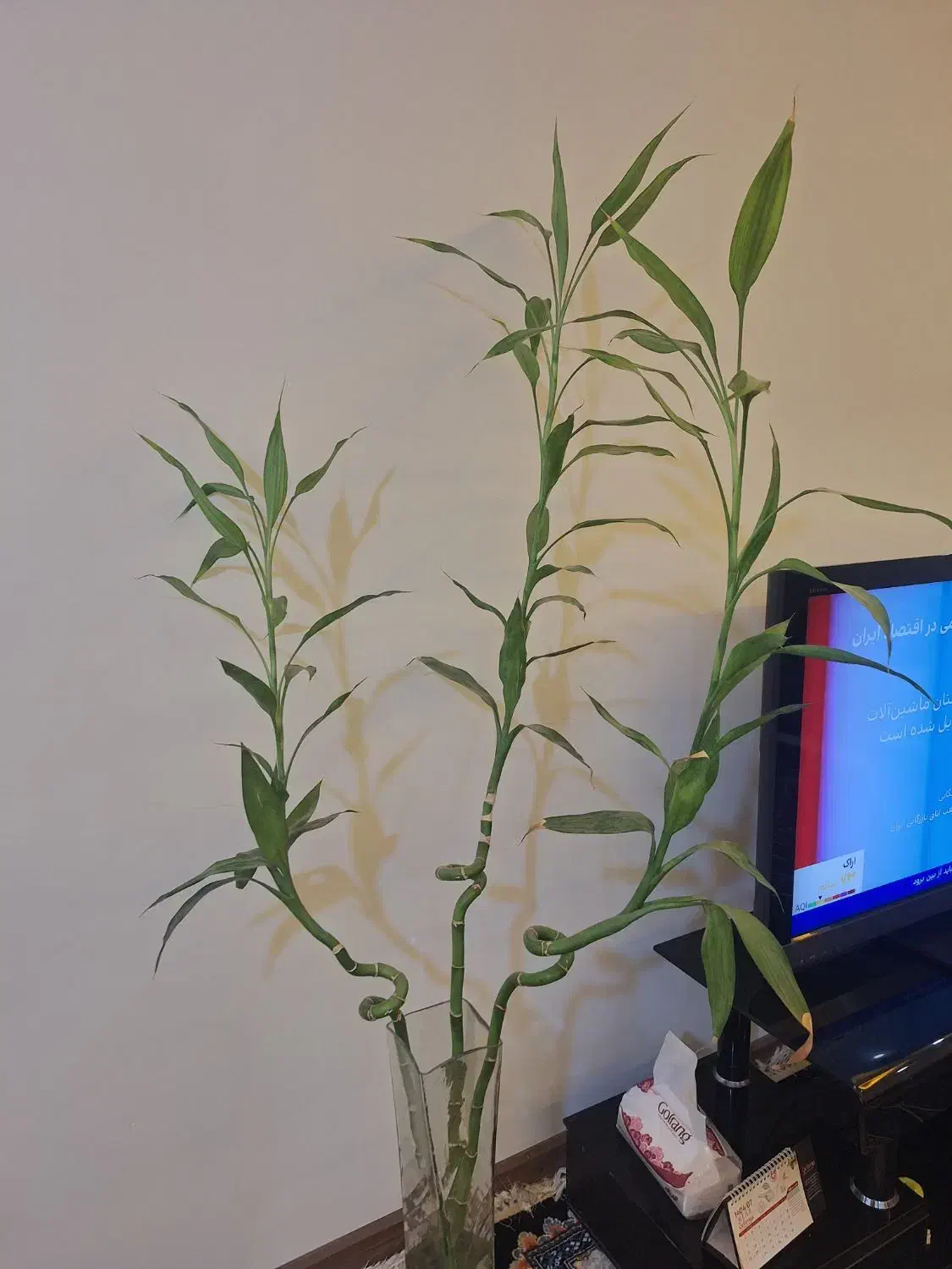 گل وگیاه|گل و گیاه طبیعی|شیراز, شهرک فرهنگیان|دیوار