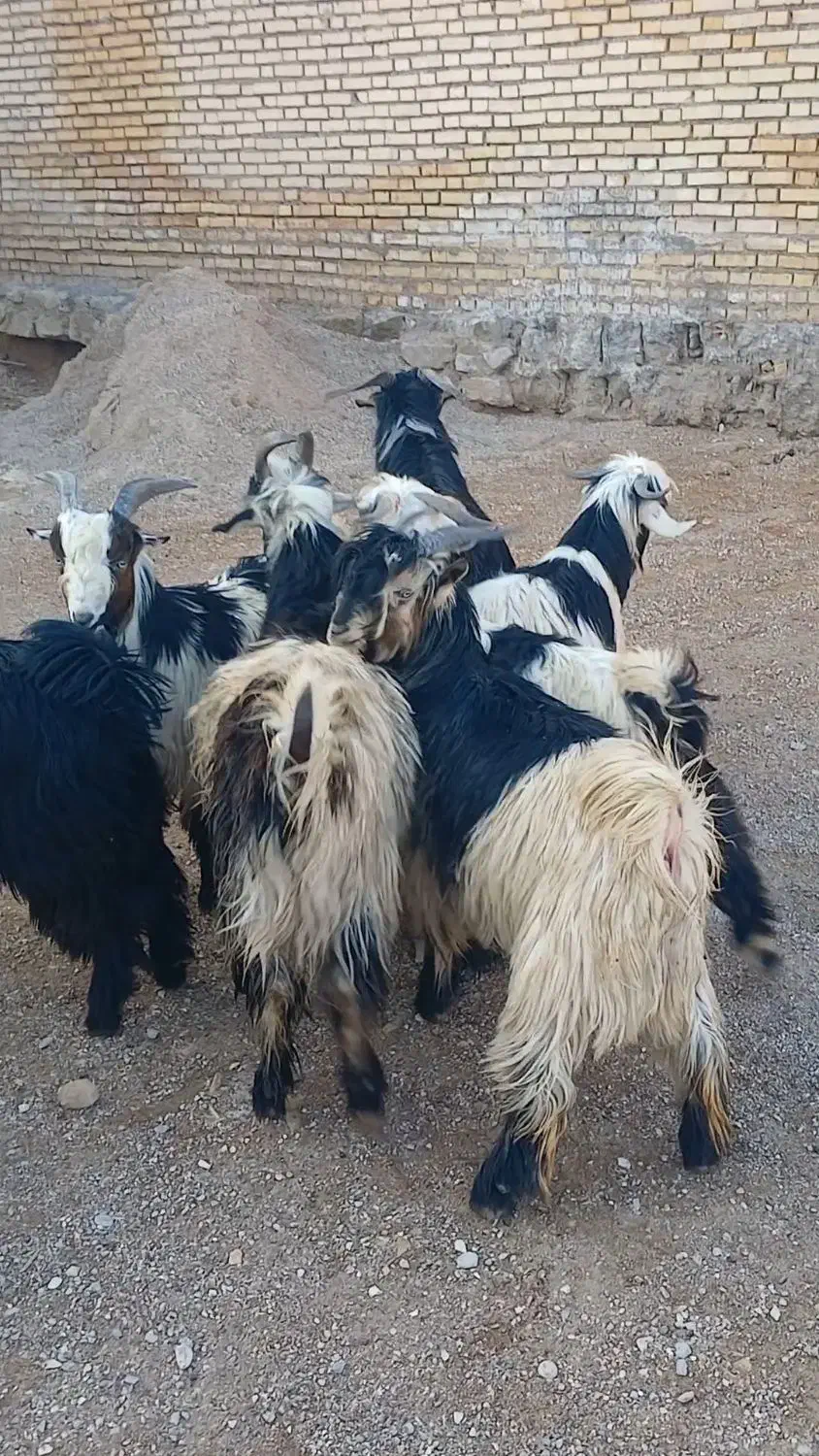 بیگ چاق|حیوانات مزرعه|گتوند, |دیوار