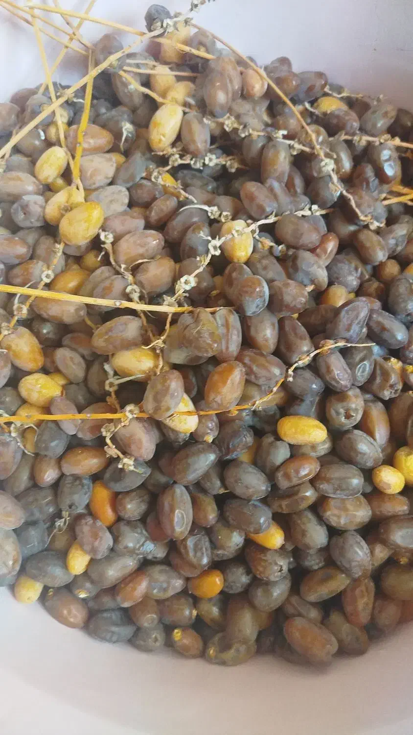 رطب تازه فروشی|خوردنی و آشامیدنی|شیراز, کفترک|دیوار