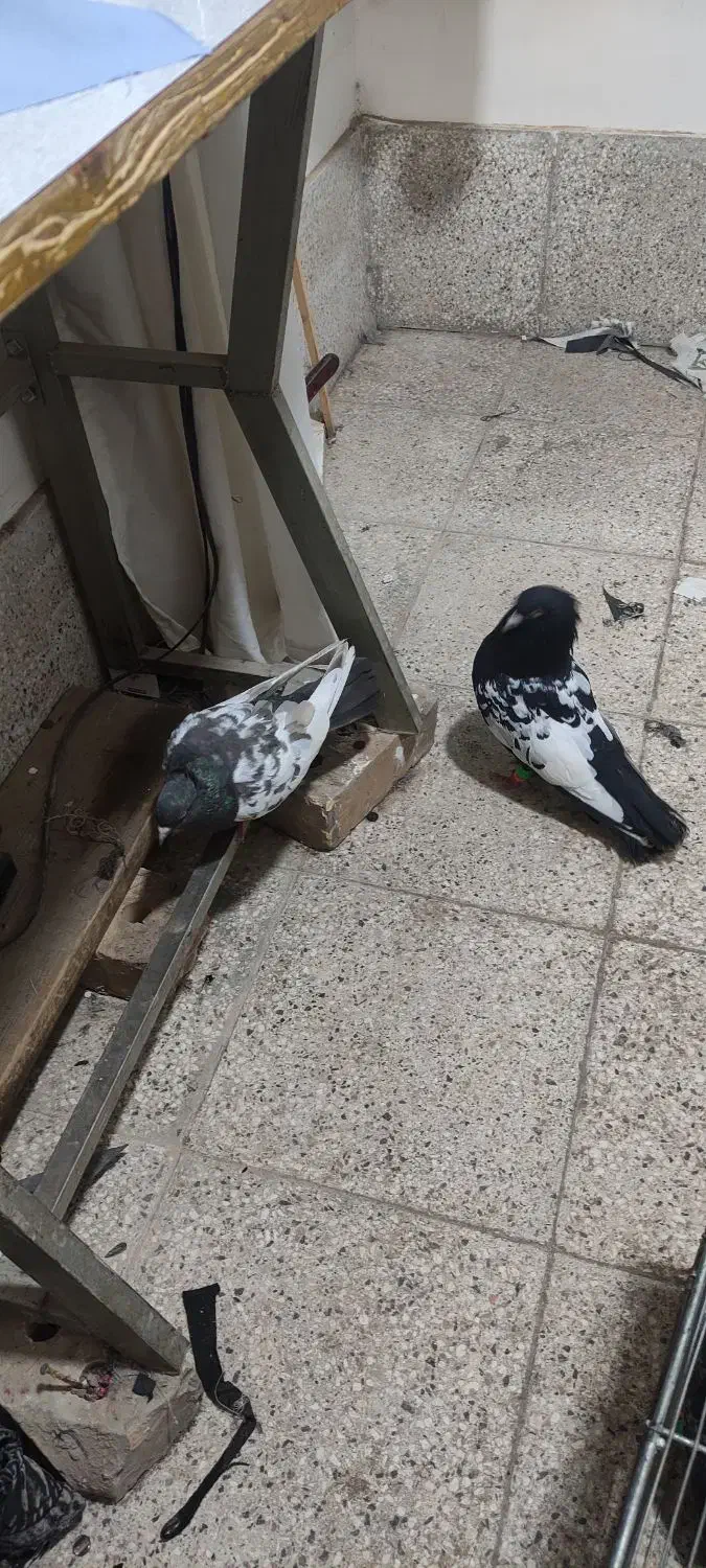 جفت سینه|پرنده|خوشاب, |دیوار