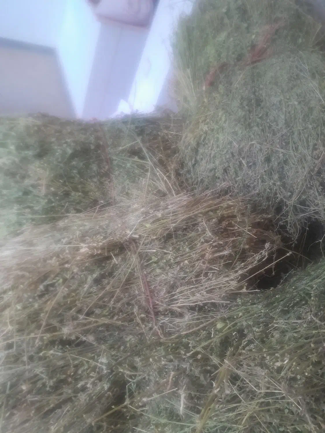 بیده یونجه|لوازم جانبی حیوانات|فاروج, |دیوار