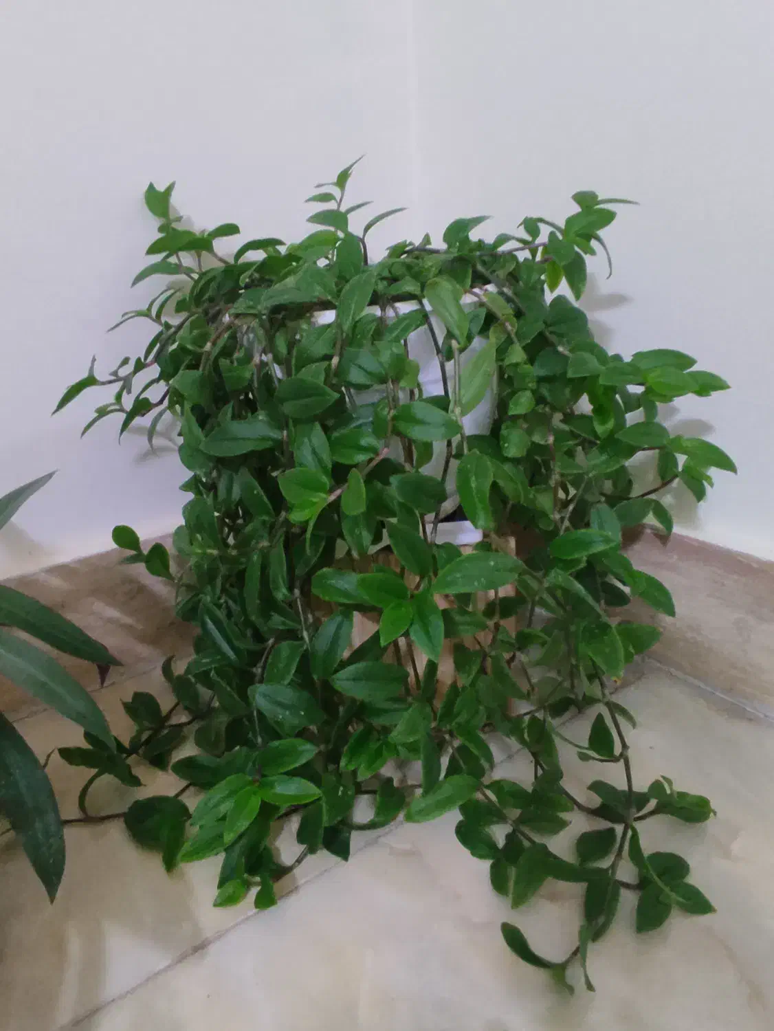 گل طبیعی و شاداب با قیمت خیلی مناسب|گل و گیاه طبیعی|شیروان (خراسان), |دیوار