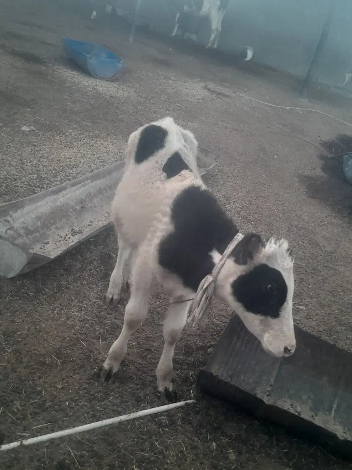 گوساله نر|حیوانات مزرعه|رامشیر, |دیوار