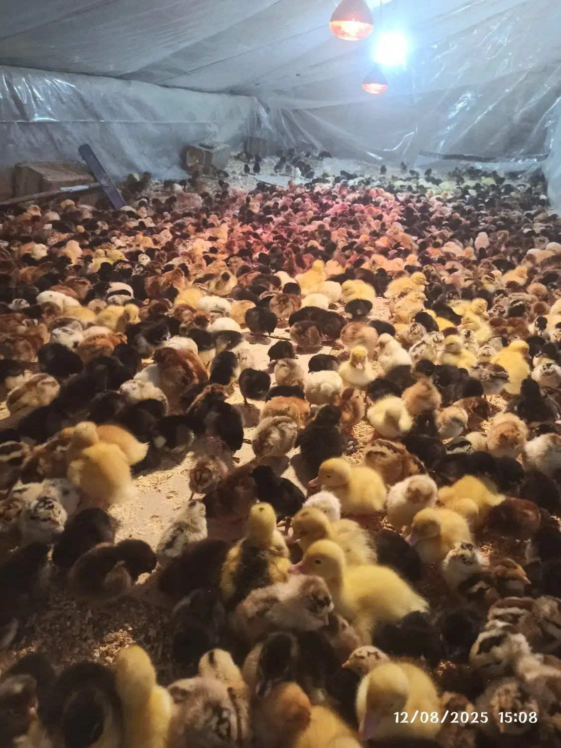 جوجه گلپایگان اصلاح نژاد و جهادی|حیوانات مزرعه|مشهد, رضاشهر|دیوار