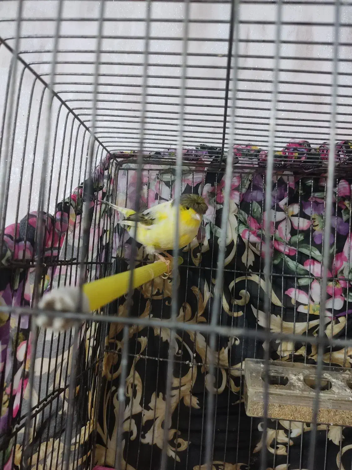 قناری گلاستر|پرنده|ابهر, |دیوار