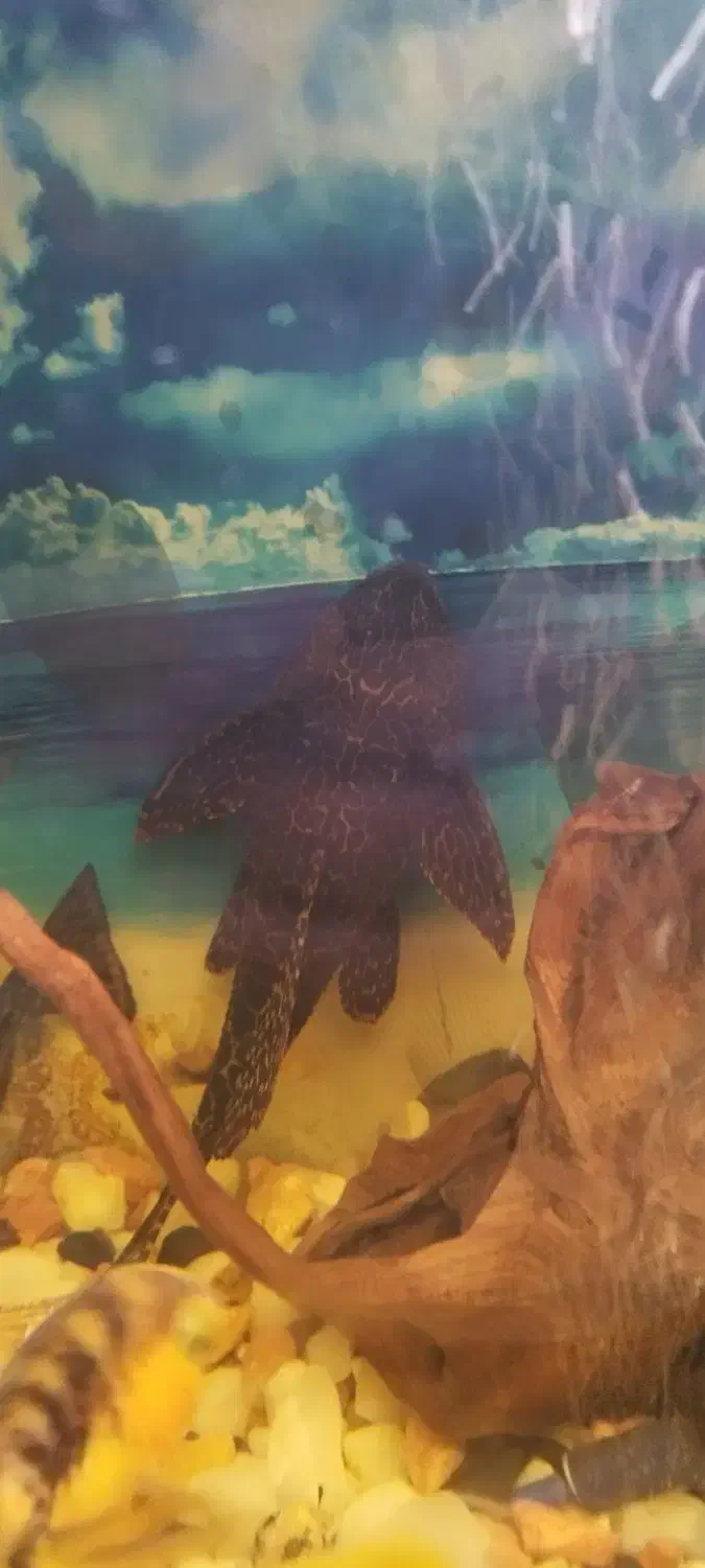 ماهی کت فیش اسپرت (لجن خوار) فلاور باکس و پرت مولد|ماهی|تهران, افسریه شمالی|دیوار