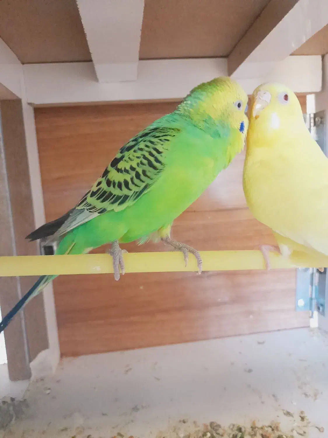 مرغ عشق|پرنده|مسجد سلیمان, |دیوار