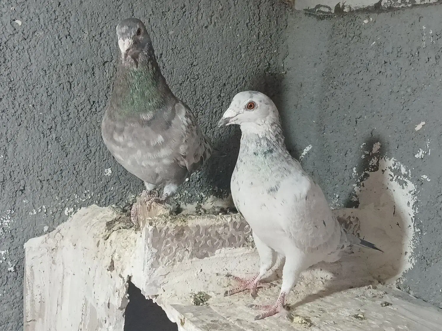 کبتور جوجه گیری|پرنده|شیروان (خراسان), |دیوار