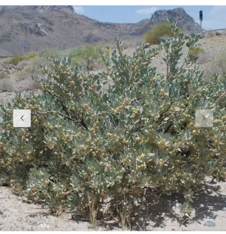 بزر پنیرک|گل و گیاه طبیعی|سراوان, |دیوار