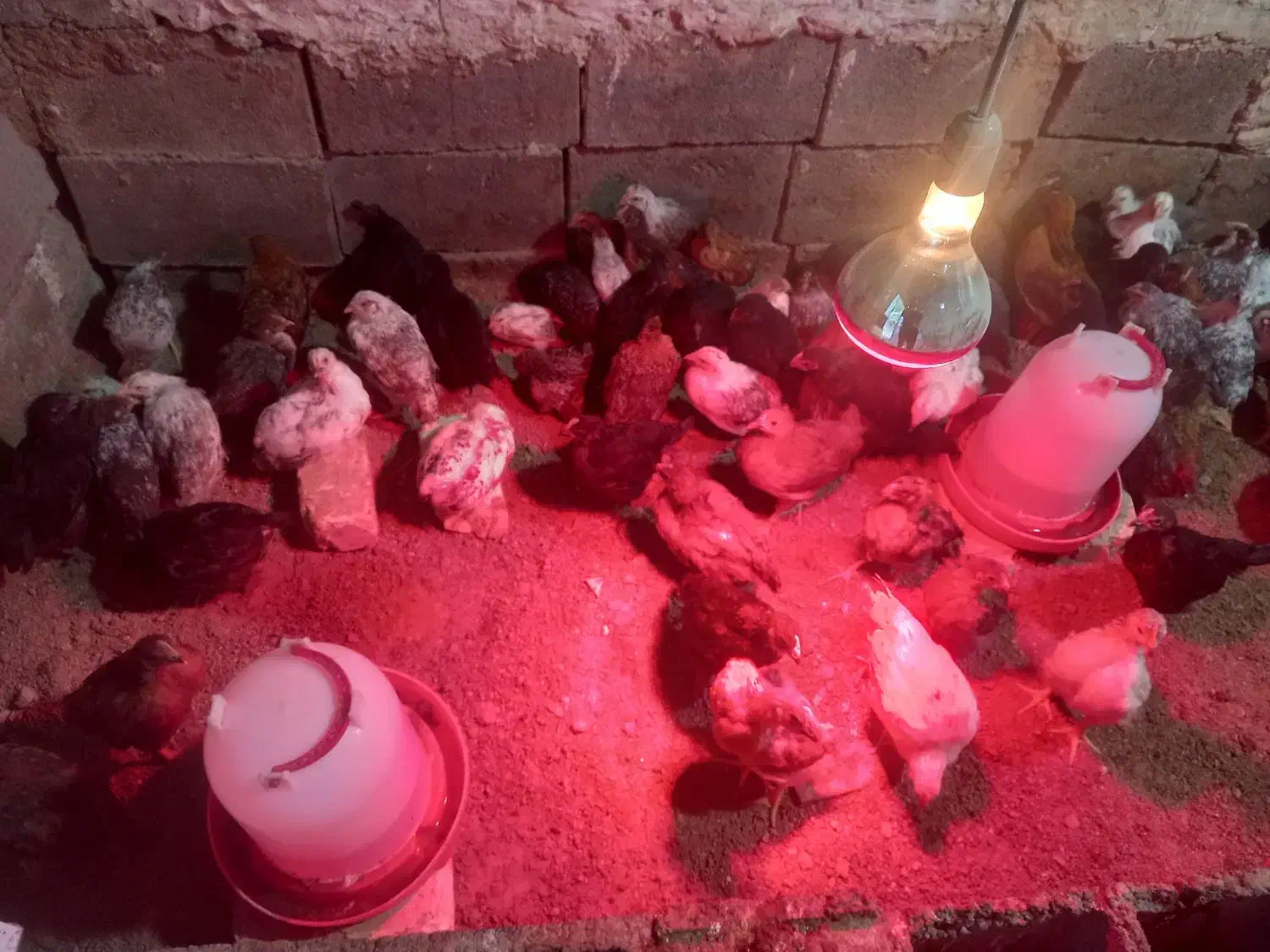 فروش جوجه مرغ تخم گزار گلپایگانی ۲ماهه|حیوانات مزرعه|فلارد, |دیوار