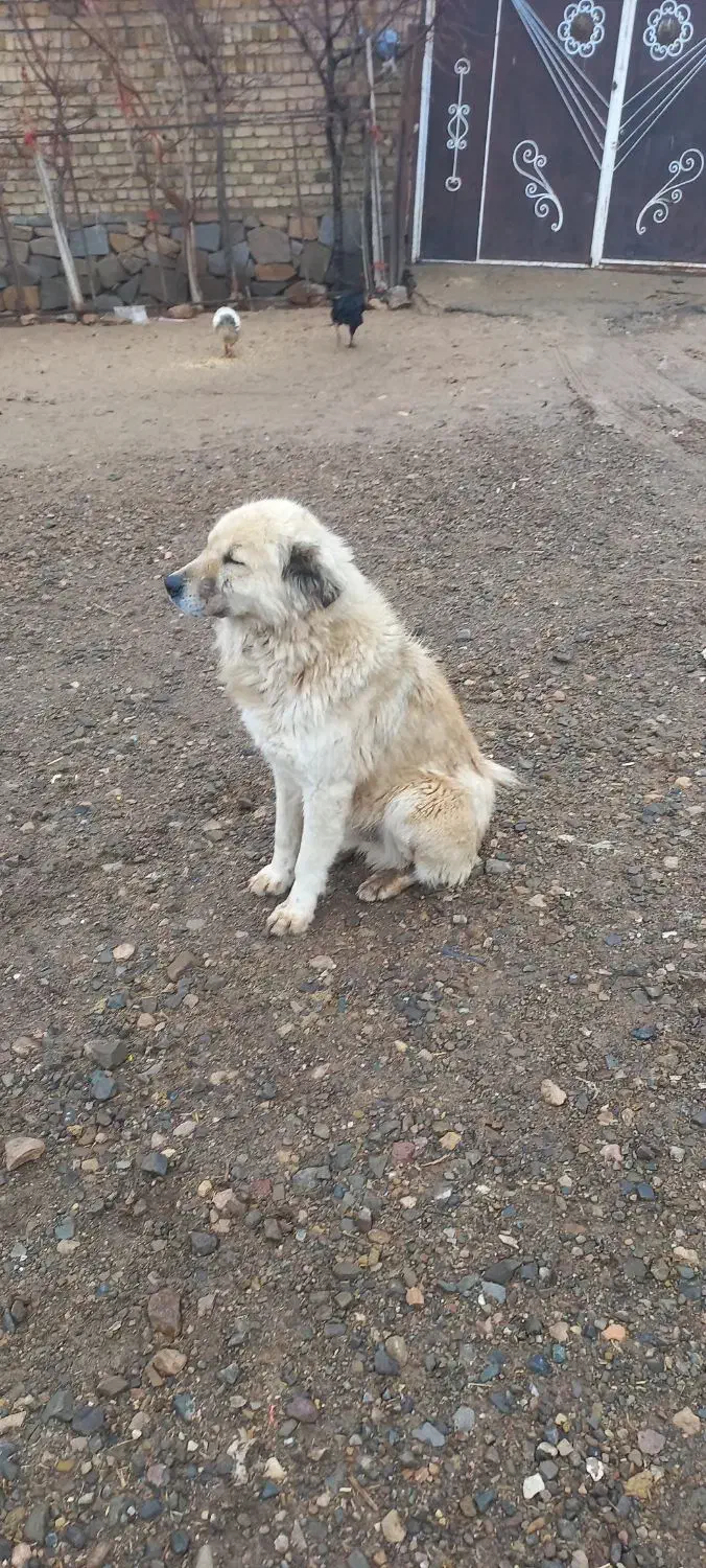 سگ گله|سگ|آبگرم, |دیوار