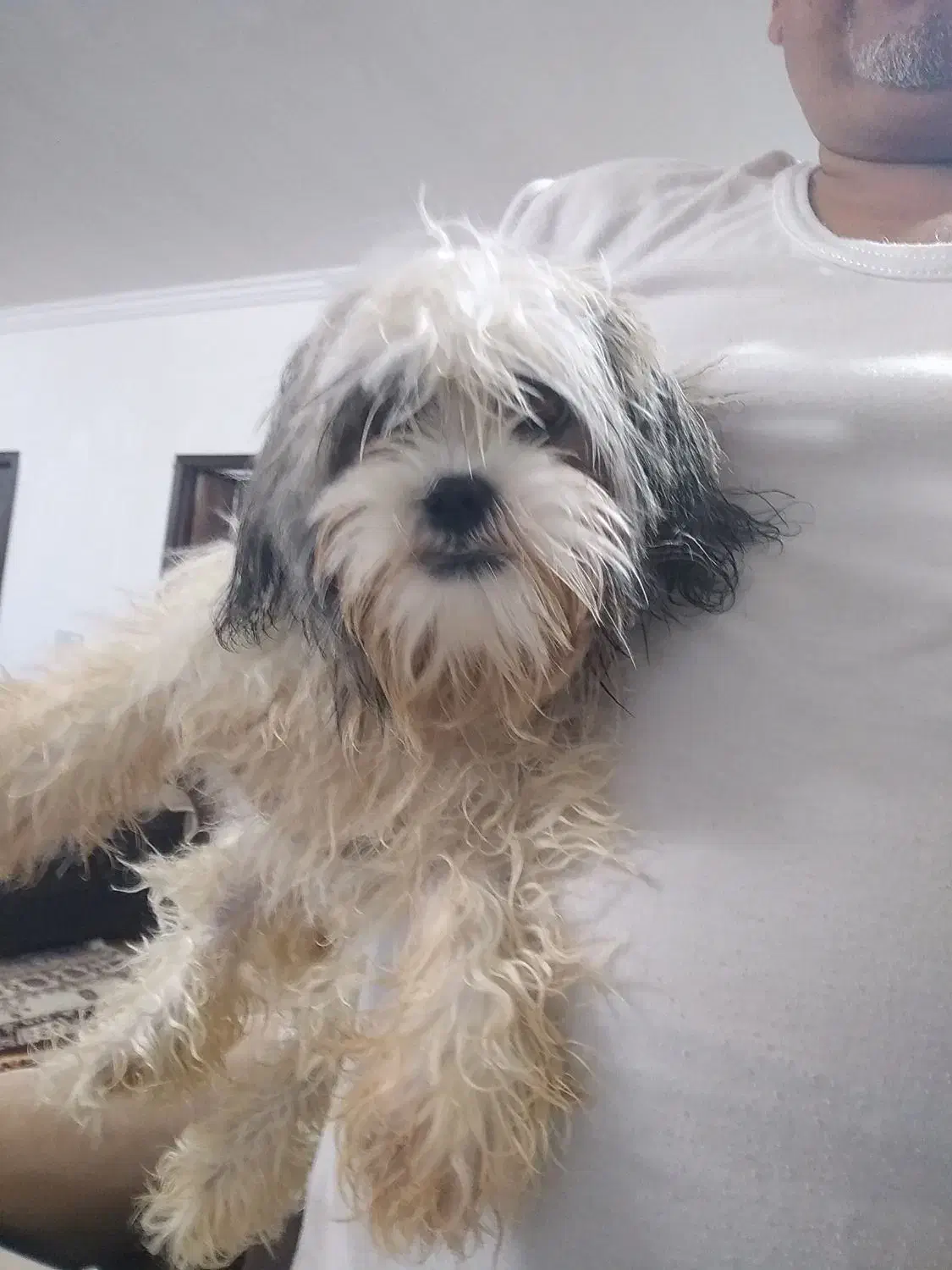 یک عدد سگ توله سه ونیم ماهه شیت سوپر فلت کوچک ریز|سگ|گرگان, |دیوار