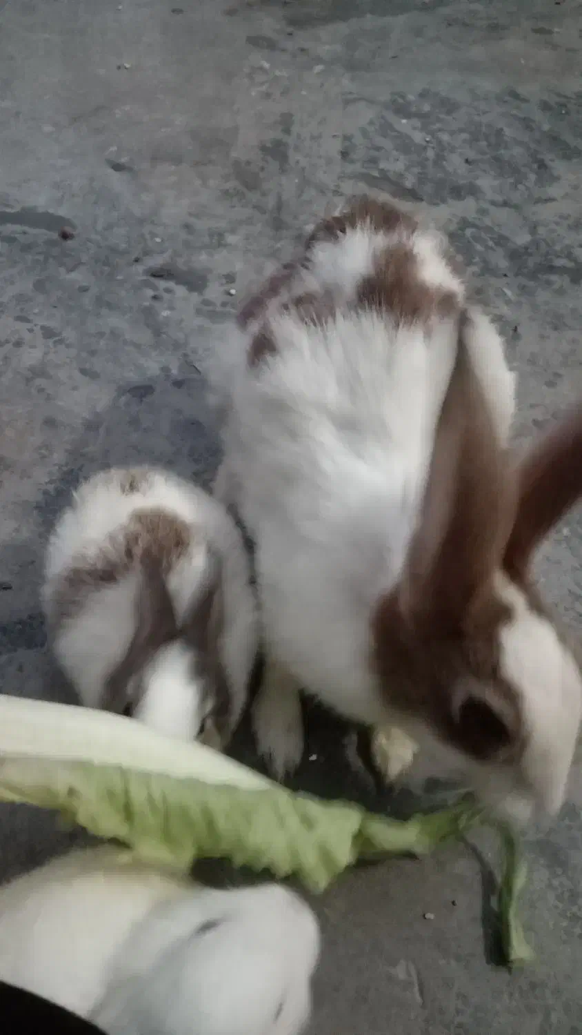 سلام خرگوش ماده باشش تا بچه هاش|موش و خرگوش|بندر ماهشهر, |دیوار