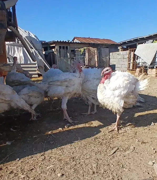 بوغلمون  بیوتی ۶ ک ۲۰۰|حیوانات مزرعه|گمیشان, |دیوار