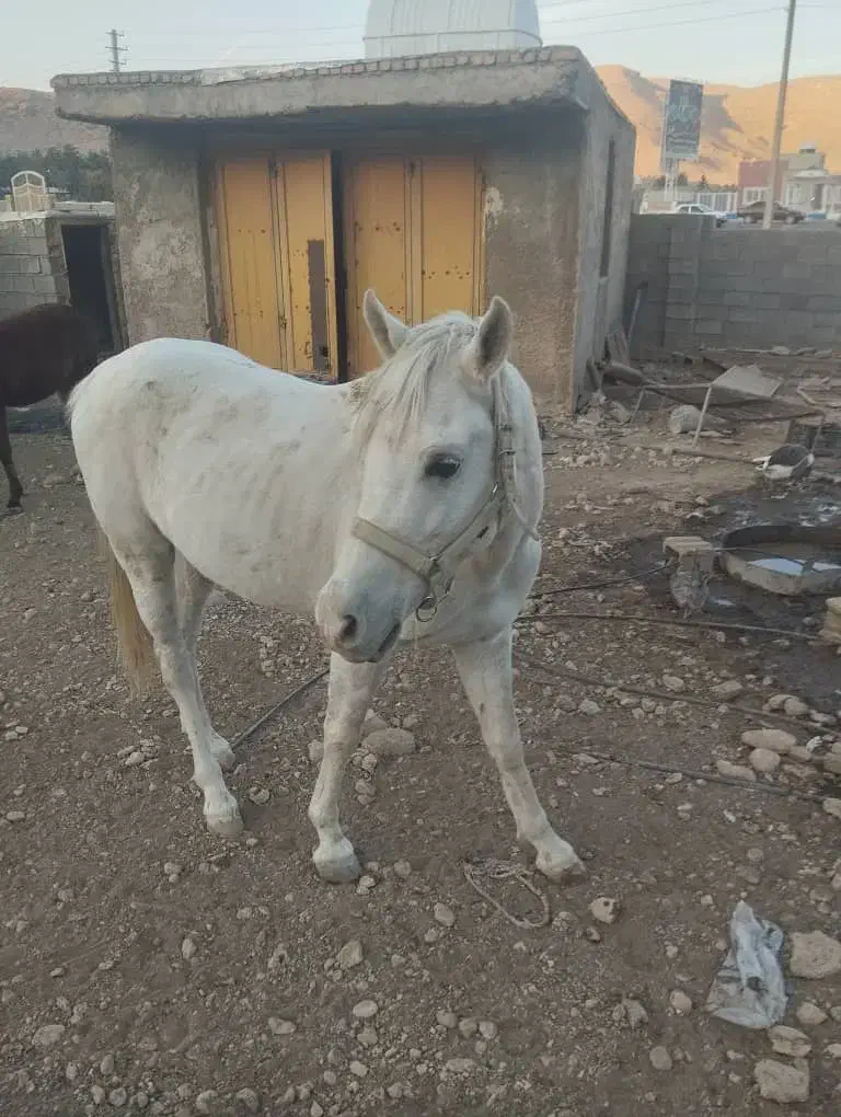 اسب فروشی|اسب و تجهیزات اسبسواری|شیراز, قلات|دیوار