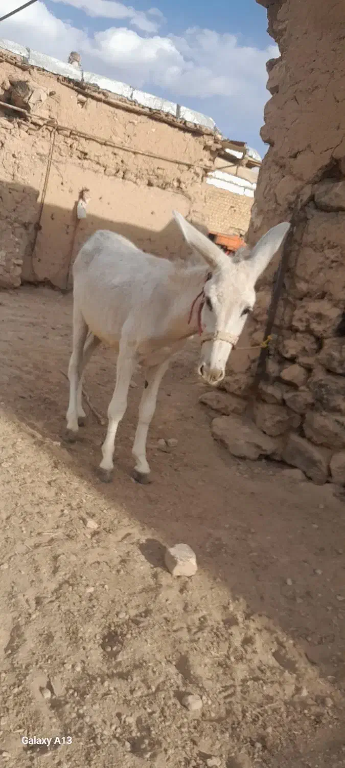 الاغ نر گله گرد|حیوانات مزرعه|کمیجان, |دیوار