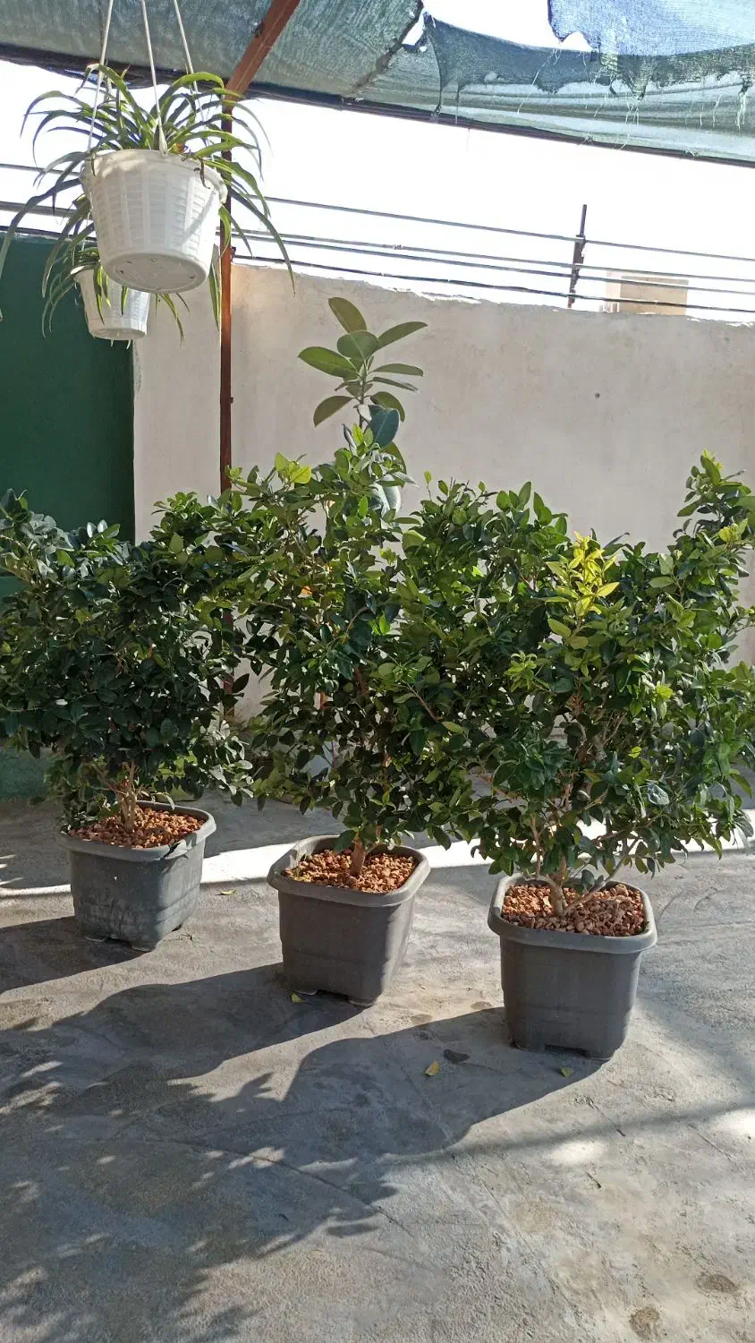 یاس هلندی|گل و گیاه طبیعی|گرگان, |دیوار