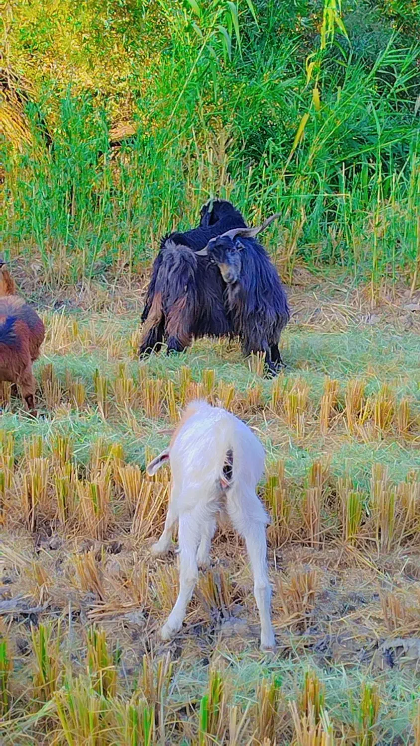 نربز .دره شهر|حیوانات مزرعه|دره شهر, |دیوار