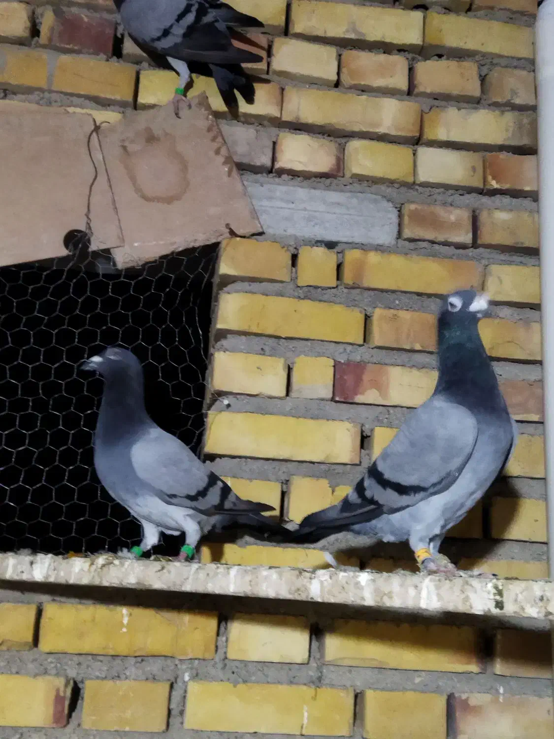 رنگی و پلاکی معاوضه هم دارم|پرنده|گنبد کاووس, |دیوار