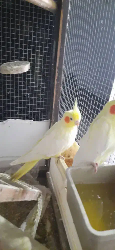 عروس هلندی جفت|پرنده|نوشهر, |دیوار