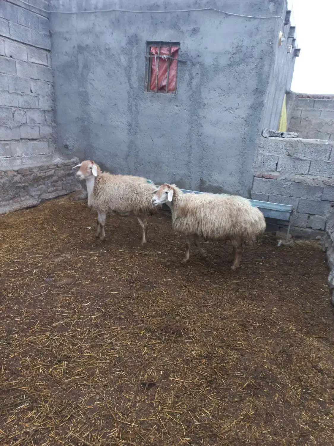 دوعددگوسفندآبستن جوان|حیوانات مزرعه|مشگین شهر, |دیوار