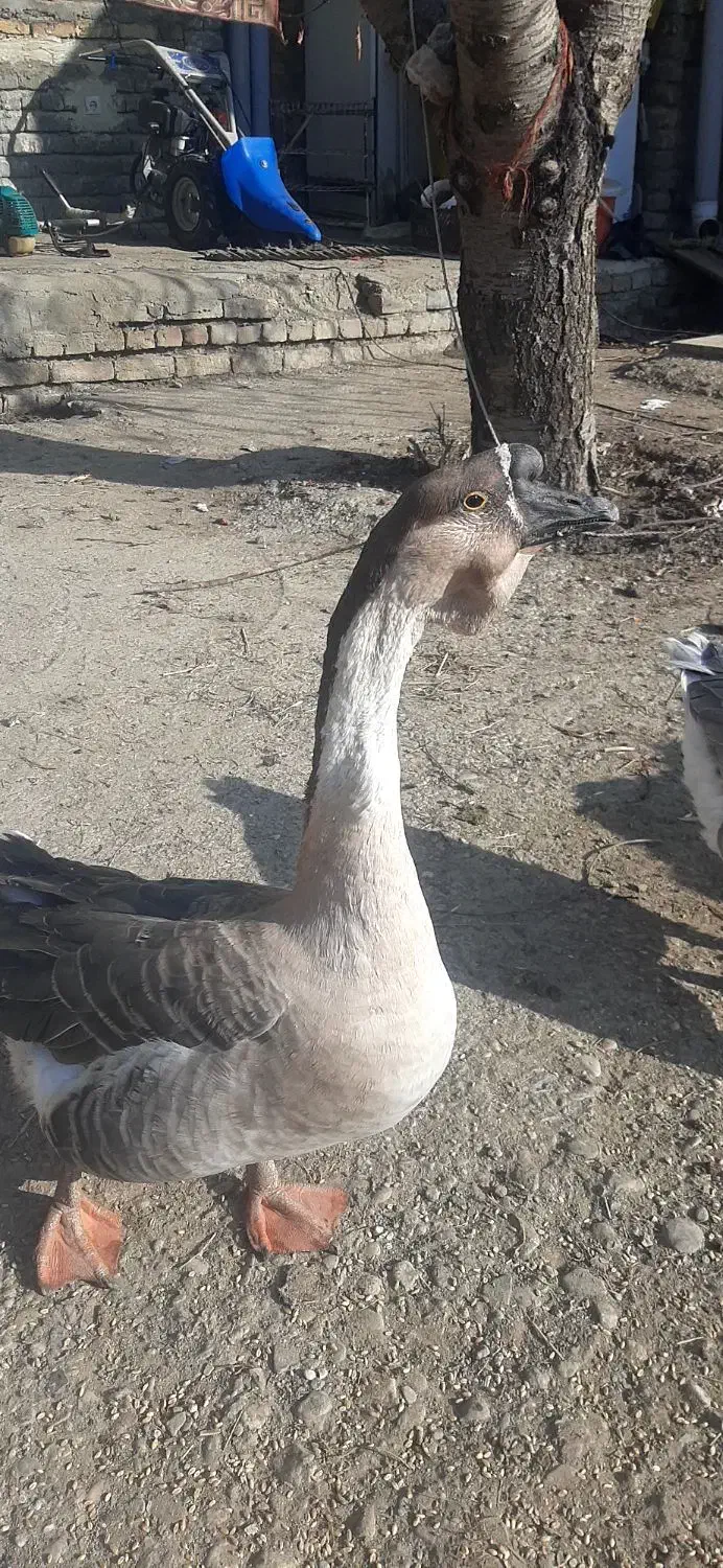 غاز نر|حیوانات مزرعه|ارومیه, |دیوار