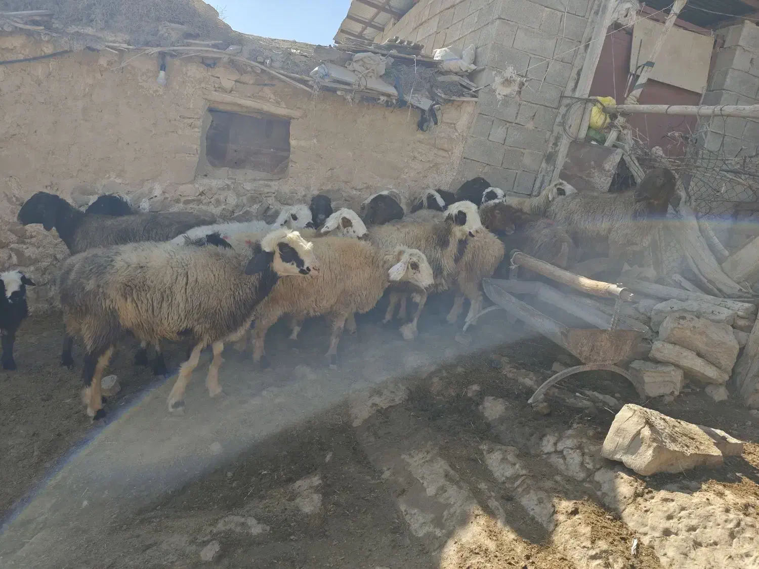 شیشک میش داشتی|حیوانات مزرعه|ارژن, |دیوار