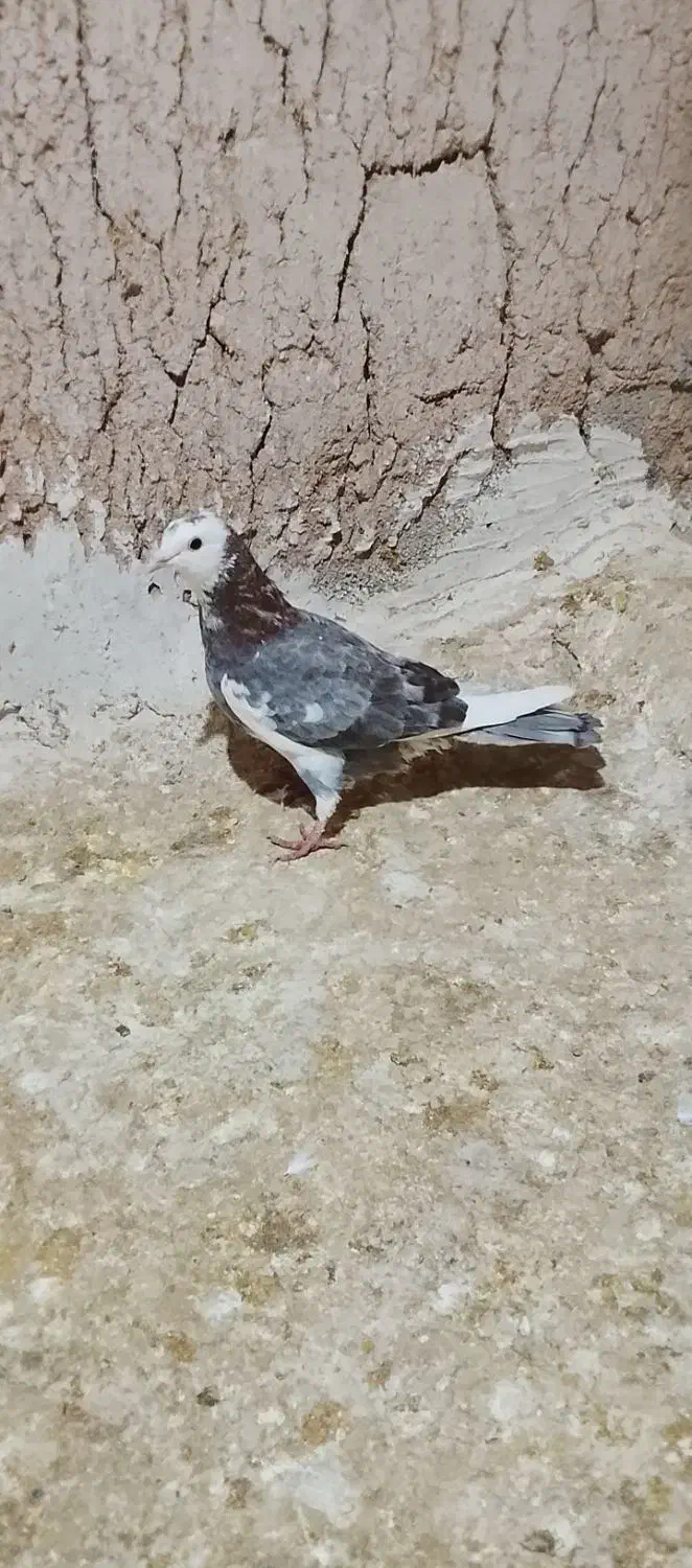 کفتر|پرنده|شیروان (خراسان), |دیوار