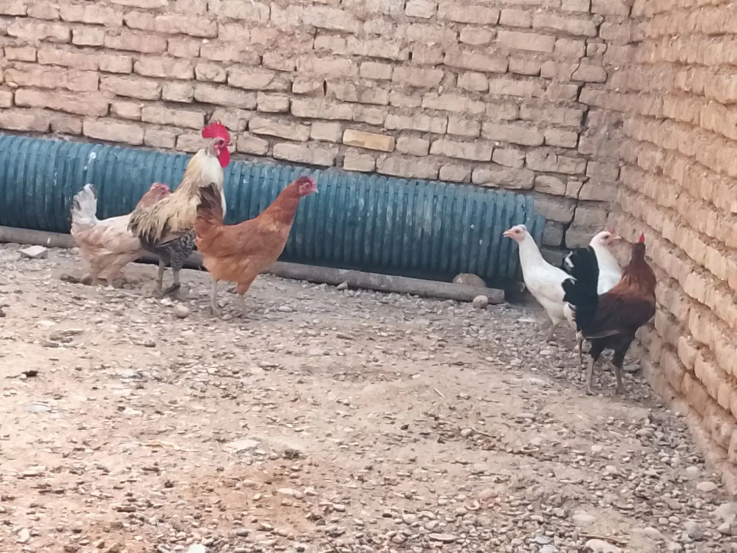 مرغ|حیوانات مزرعه|شوش, |دیوار
