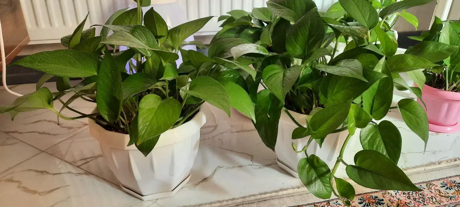 ۲عدد گل پتوس|گل و گیاه طبیعی|اصفهان, شهرک میلاد|دیوار