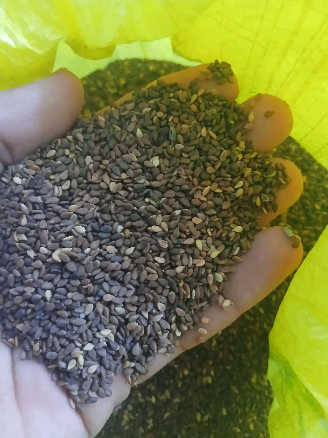 کنجد|عمده‌فروشی|شوشتر, |دیوار