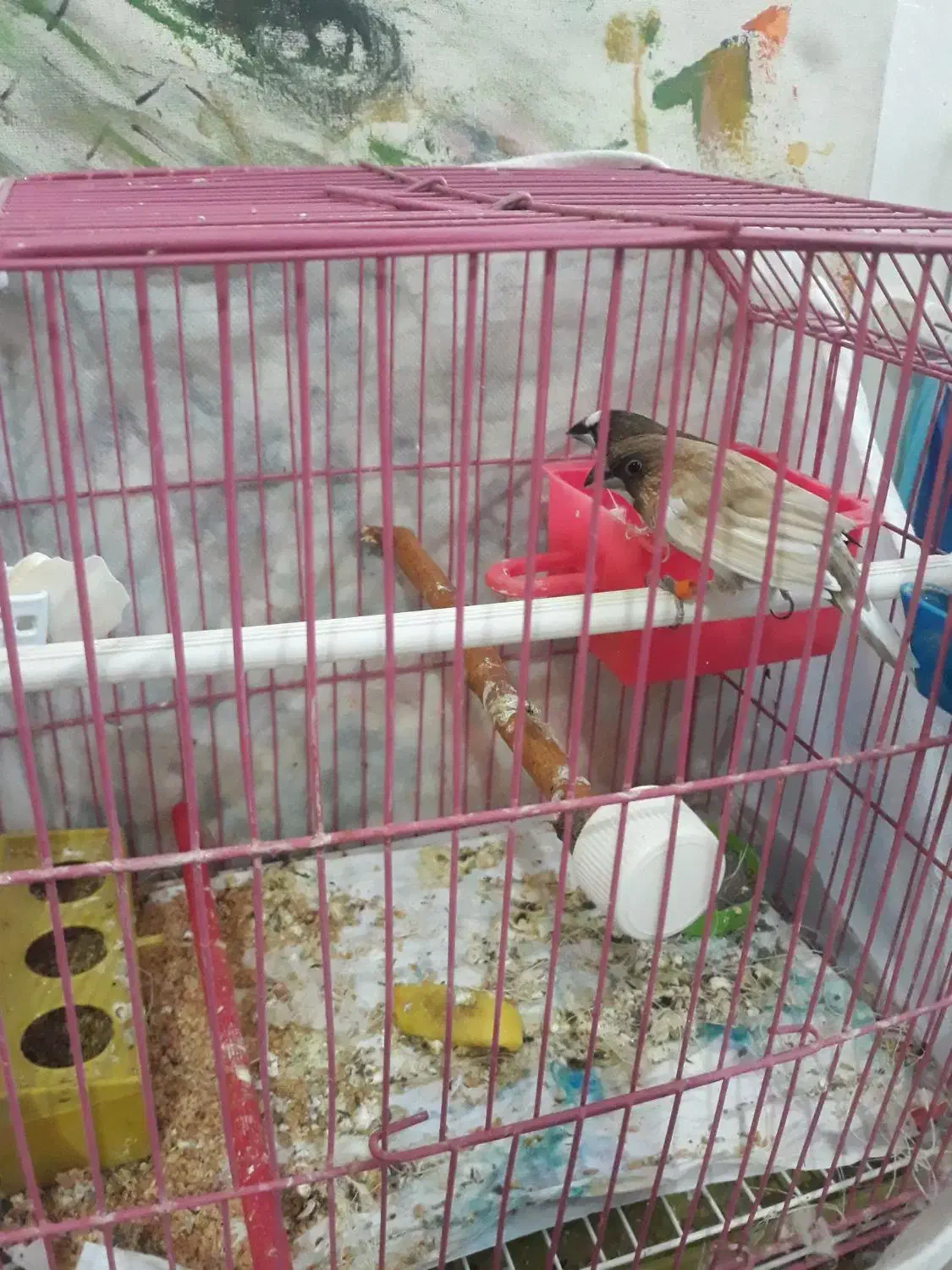 فنچ بنگالی|پرنده|تبریز, |دیوار