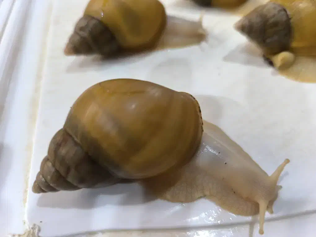 حلزون آچانیتا آلینو|خزنده|تهران, بهمن یار|دیوار