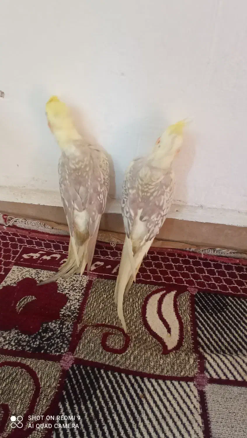 کفتر|پرنده|بندر امام خمینی, |دیوار