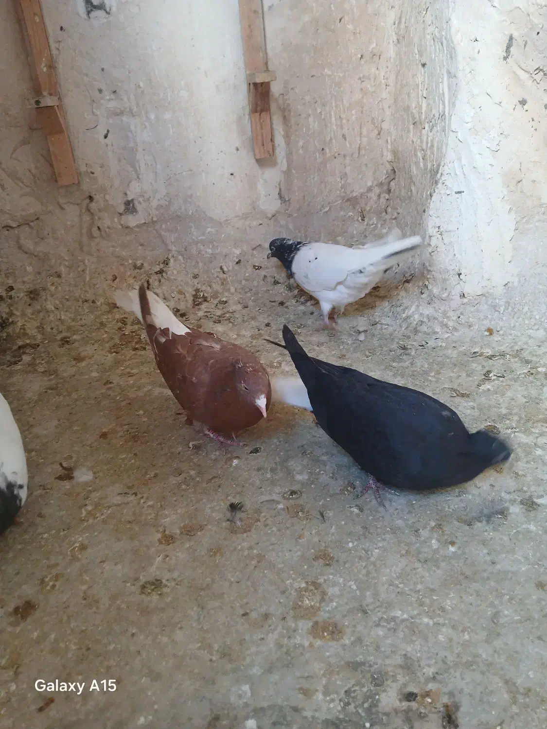 ۷ عدد کله سینه دم سفید طوقی پرشی|پرنده|مشهد, خرمشهر|دیوار