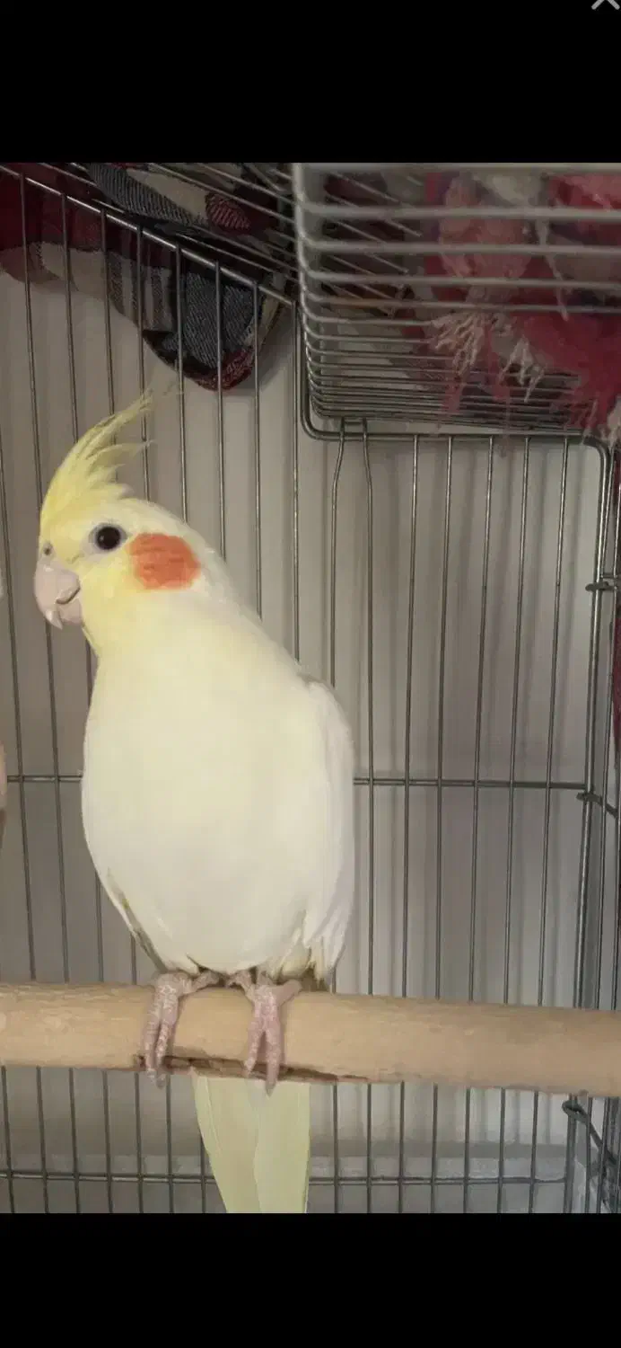 عروس هلندی حفت مولد|پرنده|فردیس, شهرک شهید حسینی|دیوار