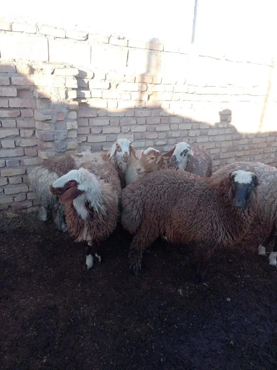 بره|حیوانات مزرعه|سده (خراسان جنوبی), |دیوار