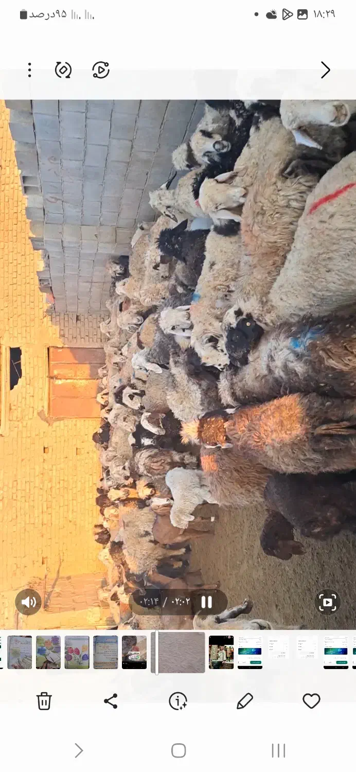 ۱۴۰ راس گوسفند|حیوانات مزرعه|آباده, |دیوار