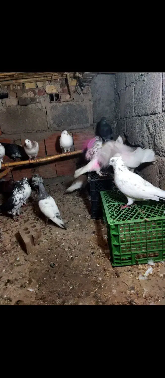 کبوتر ساعتی|پرنده|سنگدوین, |دیوار