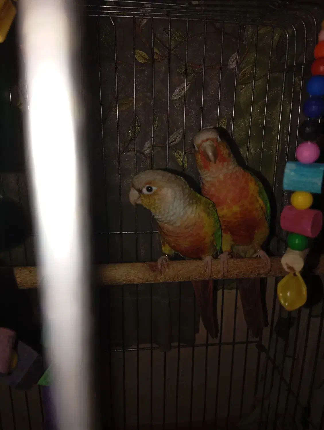 طوطی گرینچیک وعروس هلندی|پرنده|سعدآباد, |دیوار