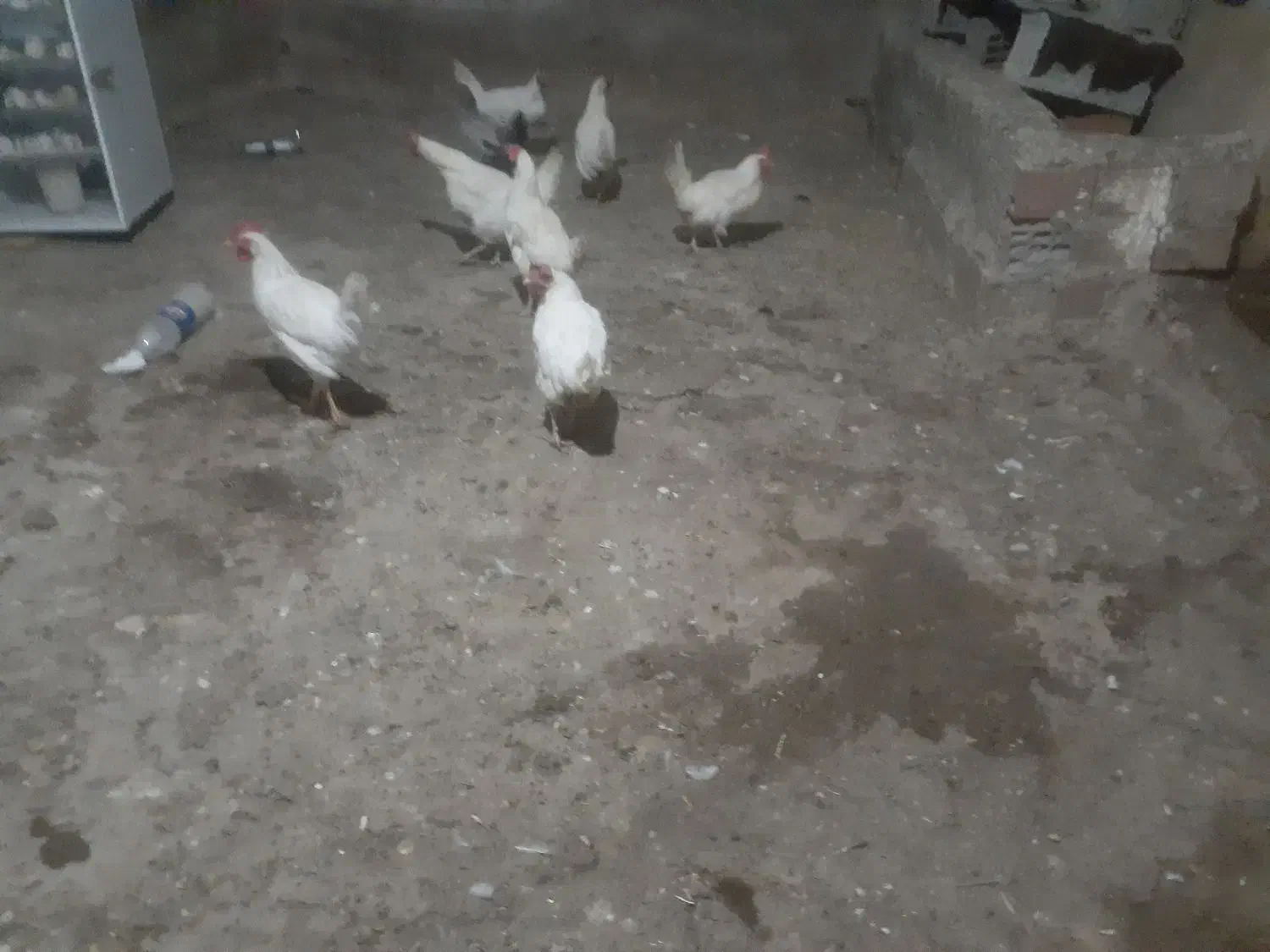 مرع سفید تخم گزار پنج عدد|حیوانات مزرعه|اردبیل, |دیوار