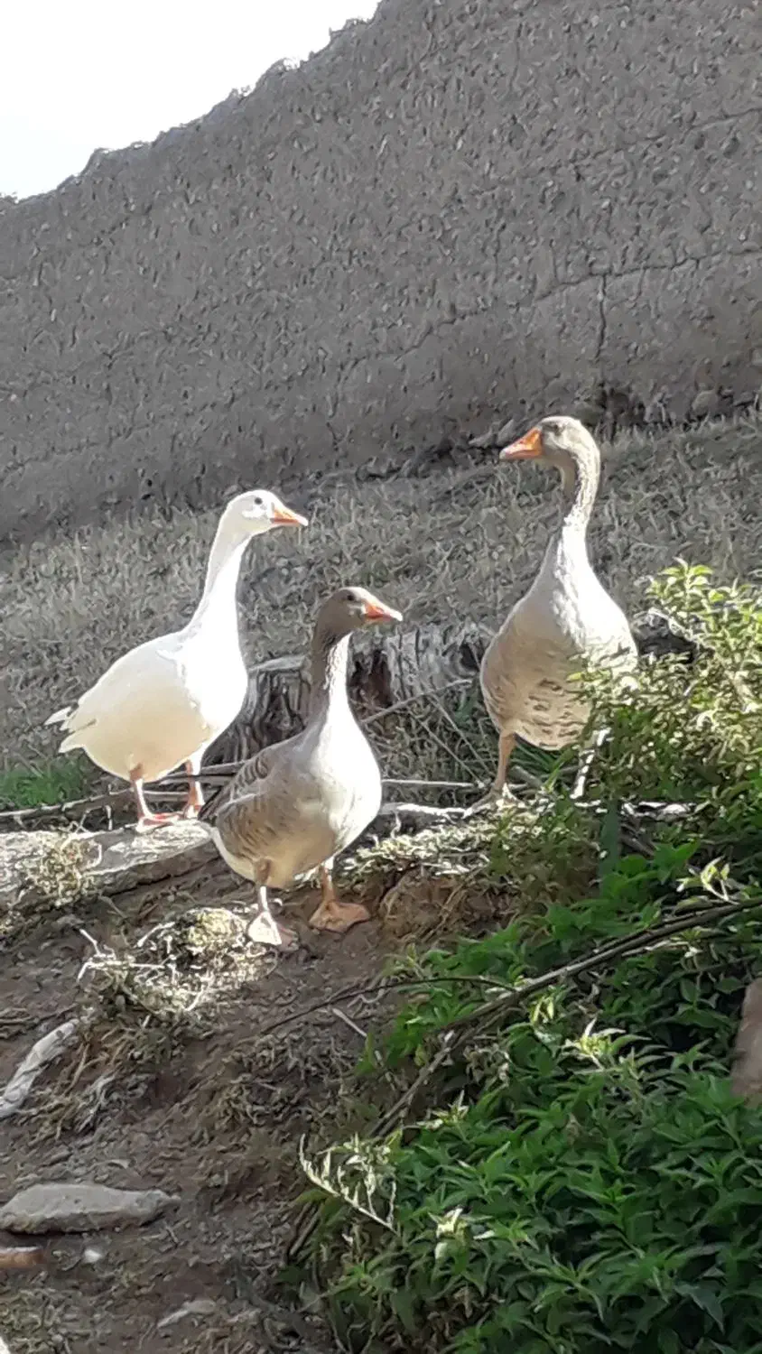 غاز|حیوانات مزرعه|مشگین شهر, |دیوار