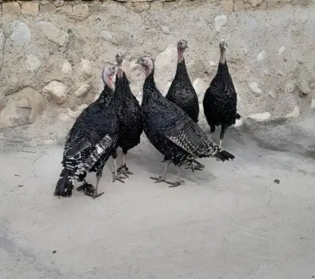 بوقلمون نر|حیوانات مزرعه|بروجرد, |دیوار